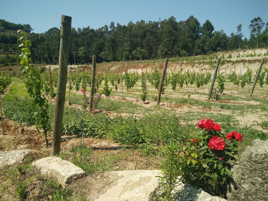 Filas de vinha nova, com roseiras à beira do caminho