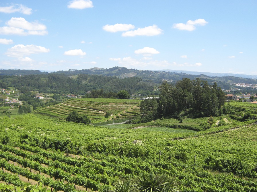 Socalcos de vinha verde em Travanca, Amarante