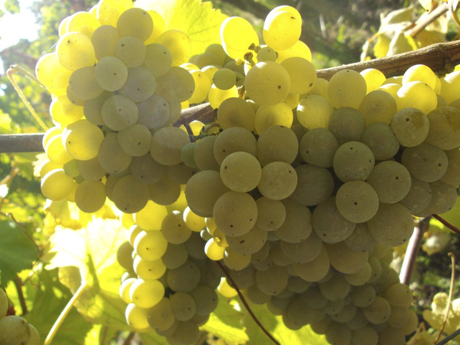 Cachos de uva branca ao sol, na quinta